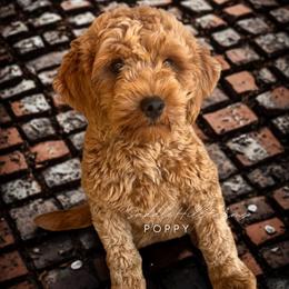 Poppy - Goldendoodle