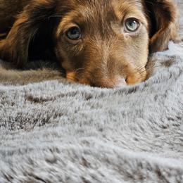Dachshund Puppies from butter beans babies