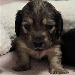 Petunia - Cream female Dachshund puppy in Nine Mile Falls, Washington from River Run Doxies
