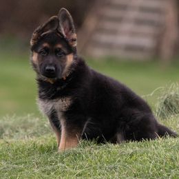 German Shepherds from Zederntal Shepherds