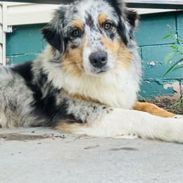 Pyper - Blue merle female Australian Shepherd puppy in Durand, Wisconsin from Larson’s Legacy Aussome Aussie Kennels
