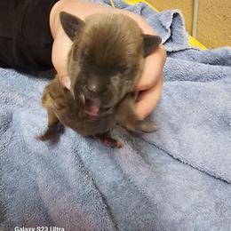 Boy 4 - Gray male Cane Corso puppy in Dunnellon, Florida from Touch of Spice Kennels