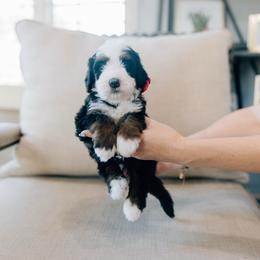 Jack - Tri-color male Bernedoodle puppy in Murray, Utah from Sun Valley Doodles