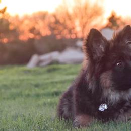 German Shepherd Puppies from Lost Creek German Shepherds LLC