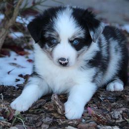 Australian Shepherd and Miniature Australian Shepherd Puppies from Canyon Creek Aussies