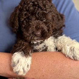 Sunny - Brown female Lagotto Romagnolo puppy in Barrington, Illinois from Lagotto Illinois