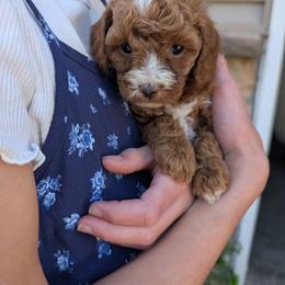 Bella - Red female Cavapoo puppy in Denver, Pennsylvania from rose zimmerman