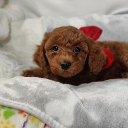 Cherry-OFA and CHIC parents - Red  female Poodle puppy in Westfield, North Carolina from Legacy Pets