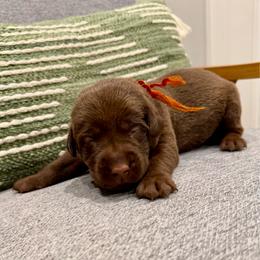 Orange collar female - Chocolate female Labrador Retriever puppy in Gainesville, Georgia from Rucker Retrievers
