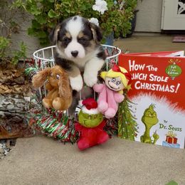 Green collar - Black and tan male Pembroke Welsh Corgi puppy in Wheatland, California from Emerald Corgis