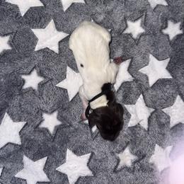 Black - White and liver male German Shorthaired Pointer puppy in Macclenny, Florida from Steven & Melissa’s pointer