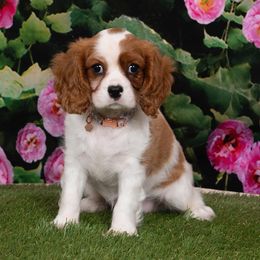 Cavalier King Charles Spaniel Puppies from Ikis & Grace King Charles Cavelier Spaniels