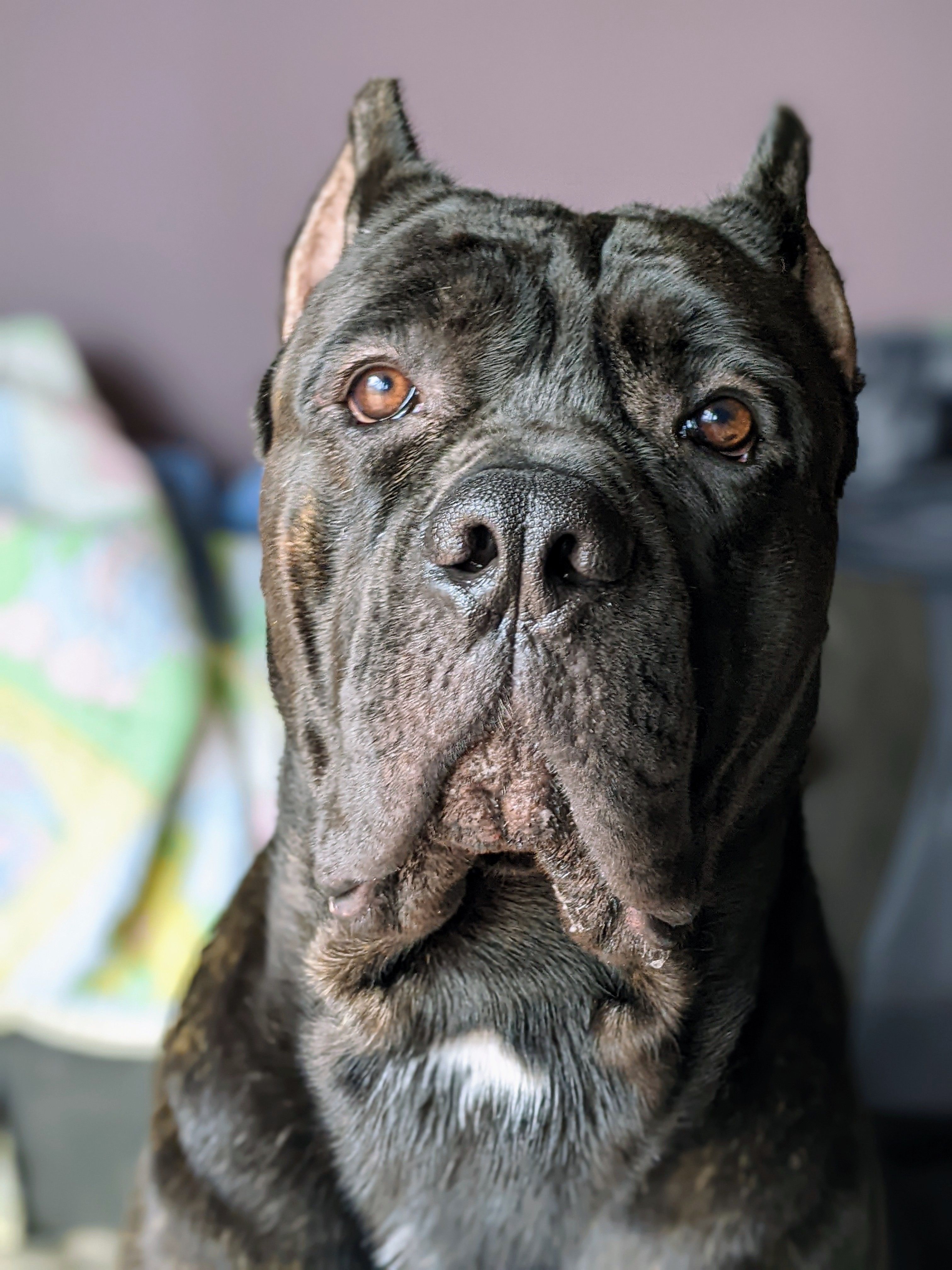 Black magic cane store corso