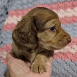 Vanilla Bean - Chocolate Based Cream - Chocolate male Dachshund puppy in Pueblo, Colorado from HotDachs