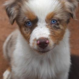 Grace - Red merle female Australian Shepherd puppy in San Tan Valley, Arizona from Mott Ranch - Blazin' Sun Aussies