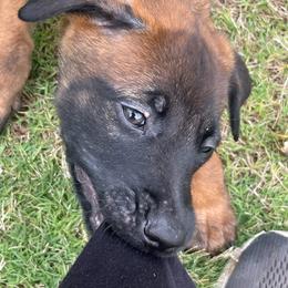 Kyoshi - Mahogany female xDutch Shepherd puppy in Chelsea, Alabama from Alliance K9
