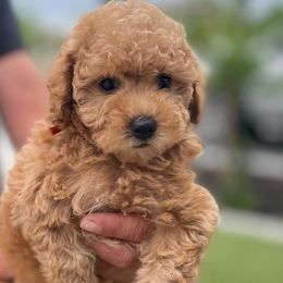 Goldendoodles from Amanda's Goldendoodles