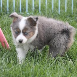 Missouri - Blue merle female Toy Australian Shepherd puppy in Ionia, Iowa from Sapphire Stables