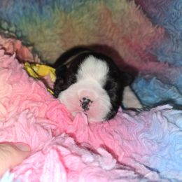 Yellow Girl - Brindle and white female Boston Terrier puppy in Victoria, Texas from Quinney’s Boxers and Boston Terriers