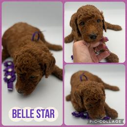 Belle Star - Red  female Poodle puppy in Mount Vernon, Illinois from AMC Poodles