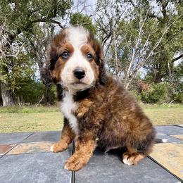 Big Chocolate Boy 1 - Chocolate merle male Bernedoodle puppy in Sioux Falls, South Dakota from WhiskeyCreek Doodles