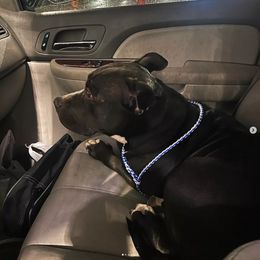Artemis - Black American Bully puppy in Phoenix, Arizona from Superstes Guard