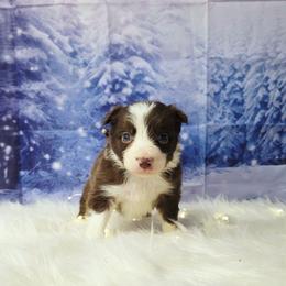 Bell Wether - White and red female Border Collie puppy in Avilla, Indiana from Borderline Kennels