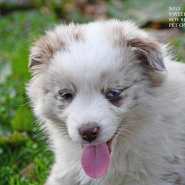 Neo - Red merle male Miniature Australian Shepherd puppy in Patterson, North Carolina from DreamLine Aussies