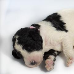 Lillian - Parti Double Doodle puppy in Houston, Texas from Texas Castle Doodles