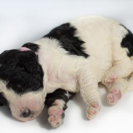Lillian - Parti Double Doodle puppy in Houston, Texas from Texas Castle Doodles