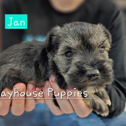Jan - Salt and pepper female Miniature Schnauzer puppy in Lebanon, Missouri from Playhouse Puppies