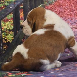 Basset Hound Puppies from Royal Baez Basset