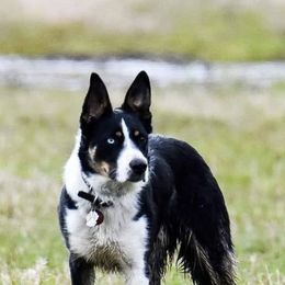Border Collies from Michelle Prescott-Guderian