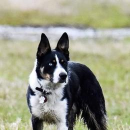Border Collies from Michelle Prescott-Guderian