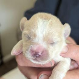 Koda - Cream male Lhasa Apso puppy in Fort Worth, Texas from Cynthia's Lhasa Apsos