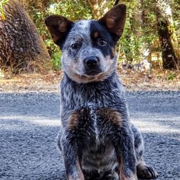 Ross - Blue male Australian Cattle Dog puppy in Nevada City, California from Reaver Australian Cattle Dogs
