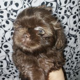 Brody - Chocolate male Shih Tzu puppy in Arcadia, Florida from Kitsune Cuddles and kisses