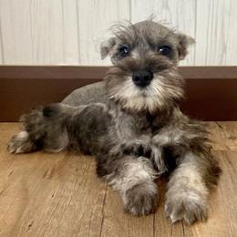 Daisy - Miniature Schnauzer