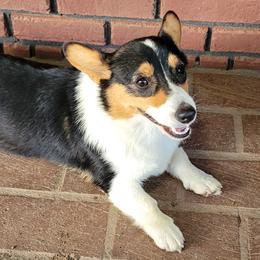 American Corgis, Collies, and Pembroke Welsh Corgis from Voneida Collies & Corgis