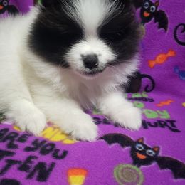 Piper - Black parti female Pomeranian puppy in Weatherford, Texas from Jeweled Poms