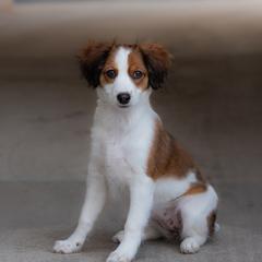 Nederlandse Kooikerhondje Puppies from Driftless Kooikerhondjes