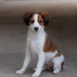 Nederlandse Kooikerhondje Puppies from Driftless Kooikerhondjes
