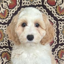 Brigitta - Apricot female Australian Labradoodle puppy in Washington, North Carolina from Pamlico Labradoodles