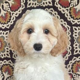 Brigitta - Apricot female Australian Labradoodle puppy in Washington, North Carolina from Pamlico Labradoodles