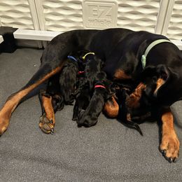 Doberman Pinscher puppies from Creekside Dobermans