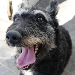 Dutch Shepherd puppies from Louisov Kennel
