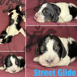 Street Glide - Black white and tan male English Springer Spaniel puppy in Fond Du Lac, Wisconsin from Clucking Homestead Springers & Dachshunds