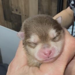Remy - Red and white male Pomsky puppy in Spring Hill, Florida from PDQ Pomskies