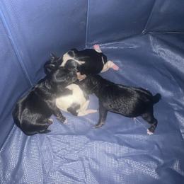Pearl - Black and tan female Yorkshire Terrier puppy in Eure, North Carolina from Cutie Patootie Paws