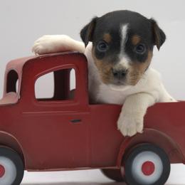 Molly - Tan and white female Jack Russell Terrier puppy in Menifee, California from Wendover Terriers